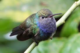 colibri - Coworking, le colibri